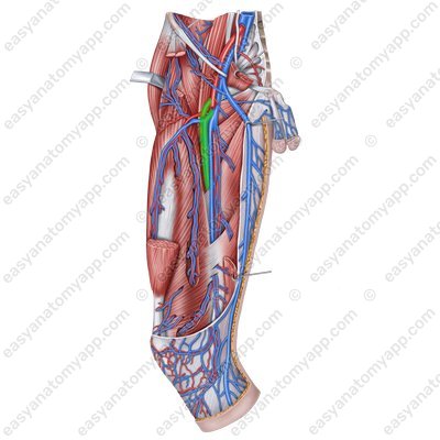 Femoral vein (v. femoralis) – with the arteries of the same name